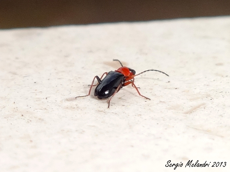 Malachiidae da ID - Troglops sp.